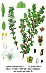 Rutaceae Family