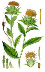 Safflower Botanical Cycle