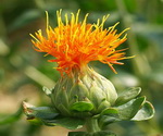 Safflower Flower