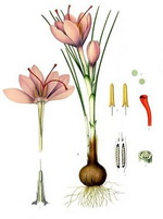 Saffron Botanical Cycle