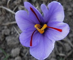 Saffron Flower