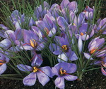 Saffron Plants