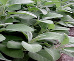 Sage Plant