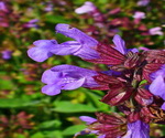 Salvia officinalis flower