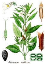 Sesame Botanical Cycle