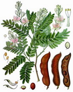 Tamarind Botanical Cycle