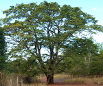 Tamarind Tree