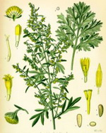 Tarragon Botanical Cycle