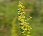 Tarragon Flower Stalks