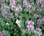 Thyme Flowers