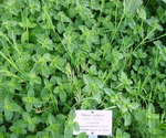 Thyme Plant