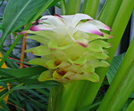 Turmeric Flower