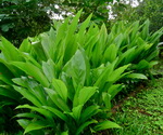 Turmeric Plants