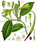 Vanilla Botanical Cycle 1