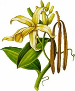 Vanilla Botanical Image 3