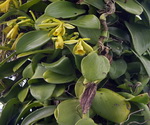 Vanilla Plant