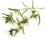 Winter Savory Botanical Image