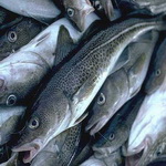 Cod Fish for Cod Liver Oil