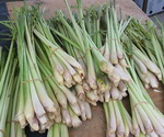 Lemongrass Stalks