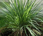 Lemongrass Plant