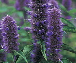 Licorice Flowers