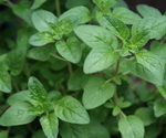 Marjoram Plant