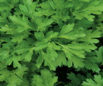 Parsley Flat Leaf