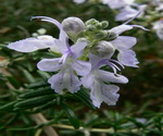 Rosemary Flower