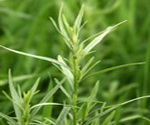 Tarragon Plant 1