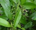 Allspice Berries 