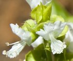 Basil Flowers