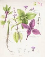 Green and Purple Basil Botanical Image