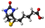 Biotin Molecule Biotin Molecule