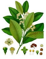 Allspice Botanical Image