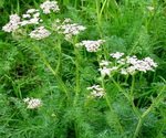 Caraway Plants