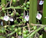 Cardamon Plant Blossoms