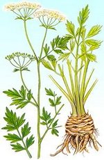 Celery Seed Botanical Cycle