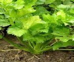 Celery Seed Plant