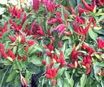 Chili Pepper Plants