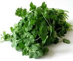 Cilantro Leaves