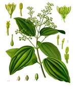 Cinnamon Botanical Cycle