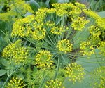 Dill Plant with Flowers