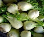 Fennel Bulbs