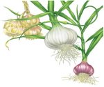 Garlic Botanical Image
