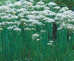 Garlic Chives in The Fields