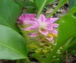 Ginger Flowers