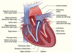 The Heart as  a Hypertension Source