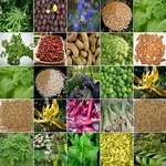 Herbs and Spices Herbs and Spices