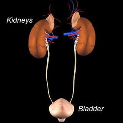 Renal Hypertension