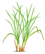 Lemongrass Botanical Image
